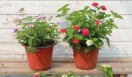 洪大炮最新爆料视频大全,揭秘热点事件背后的真相